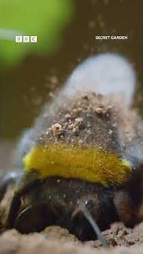 This bee's got moves - BBC