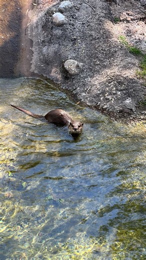 MickeyBlog.com on Instagram: "The cutest little baby otters at Disney’s Animal Kingdom 🦦 Meet Butternut, Biscuit & Potato 🥔 See them the next time you visit Animal Kingdom 🦦 #disney #disneyparks #disneyworld #waltdisneyworld #animalkingdom #disneyanimals #otters #ottersoftiktok #babyotters"