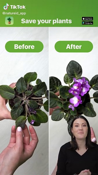 Plantum app on TikTok