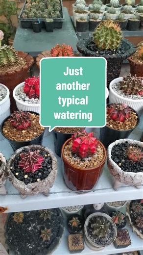 Watering my plants is very relaxing, even if they are not fast-growing, I still enjoy seeing their small progress😊✨ #gardening #garden #fypシ゚viral #hardin #collection #plantdiary #plants #plantito #pots #gymnocalycium #cactus #cacti #succulents #succulent #fyp #foryou #foryoupage