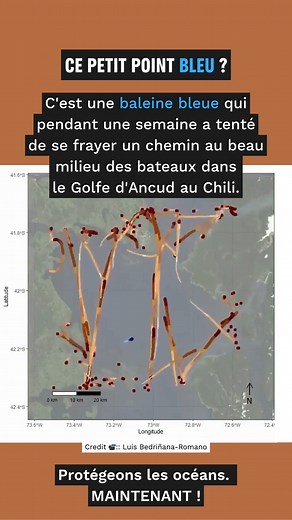 155K views · 2.1K reactions | Les animaux marins ne devraient pas avoir à se battre pour survivre ! Protégeons-les avec de vraies aires marines protégées   Signez la pétition : https://www.greenpeace.fr/petition-aires-marines-protegees/ Crédit : Luis Bedriñana-Romano, créateur de la data visualisation et chercheur à l'université australe du Chili. | Greenpeace France | Facebook