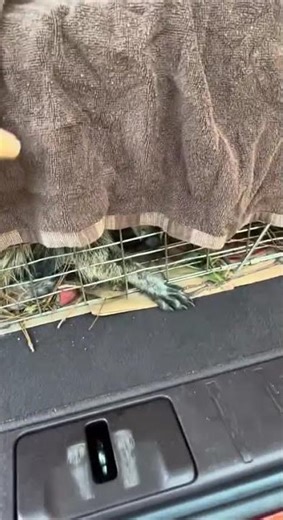 Heavy Duty Live Animal Cage Trap with a raccoon inside