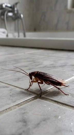 How long do cockroaches live #shorts #funny #podcast #animals #insects #cockroach
