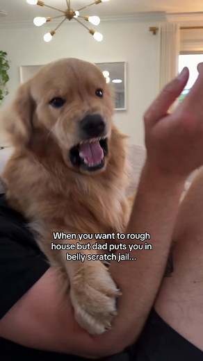 Belly Scratch Jail: Funny Golden Retriever Moments