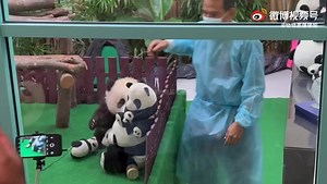 70K views · 10K reactions | Male panda cub tend to be more active and playful just like Yi Di Di  bite everything and hyperactive  | Happy Panda | Facebook