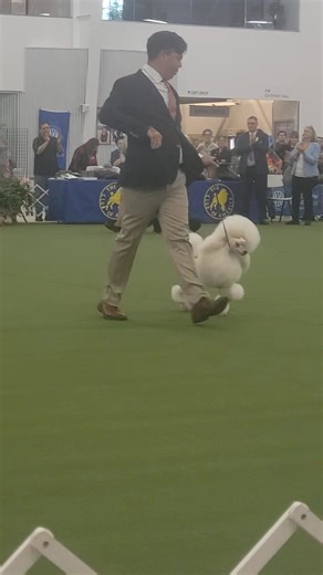 Best of Breed at the 2025 Poodle Club of America | The Canine Chronicle
