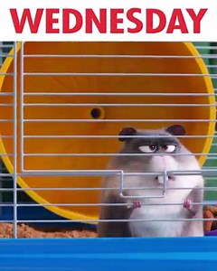 57K reactions · 2.1K shares | Spent my week like… See #TheSecretLifeOfPets2 two weeks early. Get tickets: fandango.com/pets2earlyaccess | The Secret Life Of Pets | Facebook