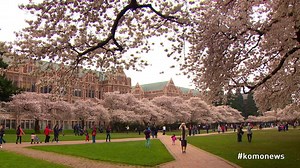 Cherry blossoms in bloom make the University of Washington campus look especially beautiful! | KOMO News