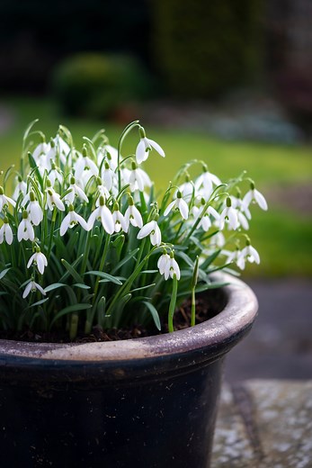 How to plant snowdrop bulbs this autumn for a beautiful early-spring display
