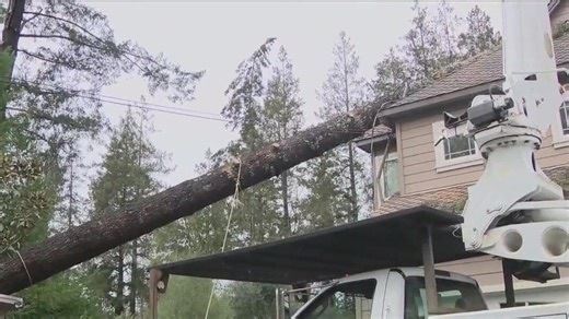Bay Area storms may leave hidden tree hazards