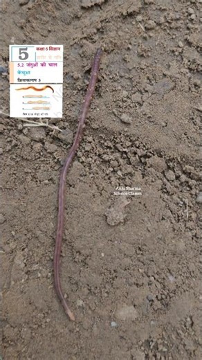 केंचुआ कैसे गति करता है || कक्षा 6 पाठ 5 शरीर में गति || How does earthworm move Class 6 #shorts
