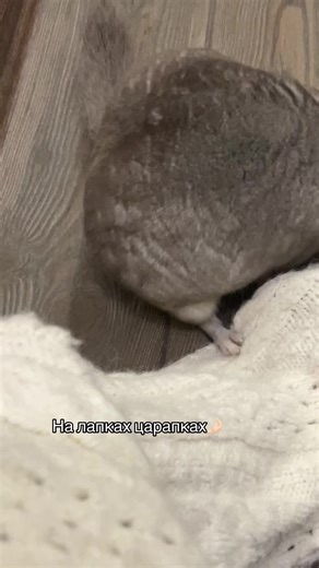 Ballerina Chinchilla Captivates with Adorable Moves