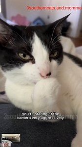 Uh huh #cat #catsoftiktok #cute_R_R | Small Steps Big Dreams