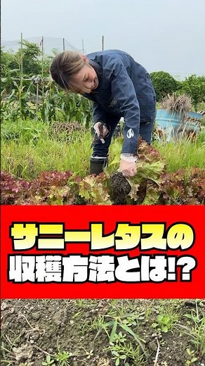 【野菜】サニーレタスの収穫方法とは!？