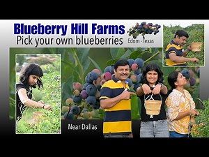Blueberry 🫐 Picking near Dallas | Blueberry Hill Farms Edom Texas