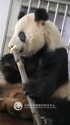 この年老いた愛らしいシュラン🐻‍❄️に、時が優しく、よく食べてぐっすり眠れますように。健康と福祉の分野にいるすべての高齢者が安全で健康で、もう少し長く、本当にもう少し長く私たちと一緒にいられますよう