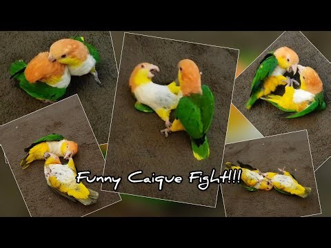 Funny Caique Parrot Fighting | Met her pair after a long time & this is how Caique Expres their Love