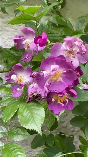 My no 17 most recommended climbing or rambling roses is ‘Veilchenblau’ #gardenerben
