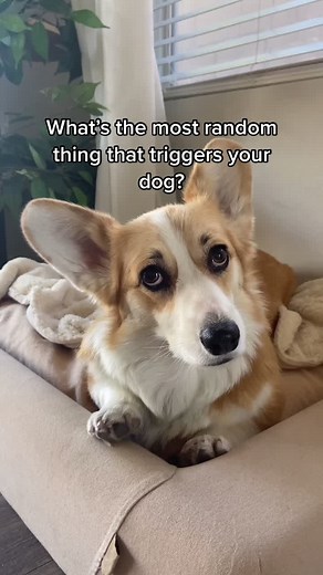 Funny Corgi Video Editing Shenanigans
