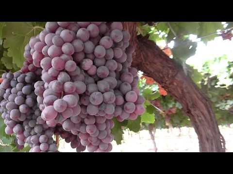 Managing Botrytis in the vineyard