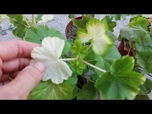 Желтеют листья на герани Лечение в саду без хлопот