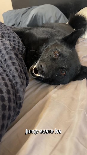 Adorable Schipperkes Update 🫣🖤 - Cute Dogs on TikTok
