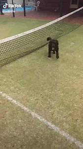 634K views · 4.7K reactions | Wachate este truko | Tik Toks de perritos | Facebook