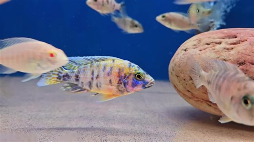 some nice eureka ob/ yellow ob crosses