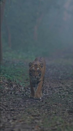 🐅👑 Royal Tiger Walk – The King Moves Through His Jungle 🌿🔥