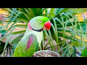 My Parrot Talking Non Stop | Cute Talking Raw Parrot
