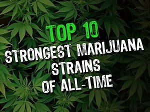 39K views · 473 reactions | Top 10 Strongest Marijuana | Dread Weed Tattoo | Facebook