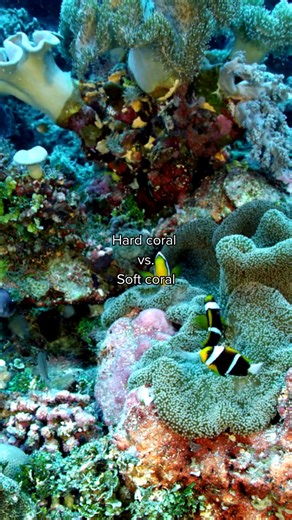 3.6K views · 73 reactions | What’s your favourite coral species? Comment below! 視 Hard coral and soft coral are both vital in the biodiversity of our Great Barrier Reef’s ecosystem. Hard coral is reef-building and less resistant to climate change, while soft coral is flexible and provides habitat to fish, algae and other sea creatures. #greatbarrierreef #coralreef #marineconservation #reefprotection #exploreaustralia #oceanexplorers | Australian Geographic | Facebook