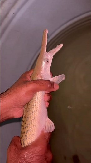 Baby Alligator Gar in Hand – Dangerous or Cute?😥 | Rare Fish Caught Live #alligatorgar #rarefish