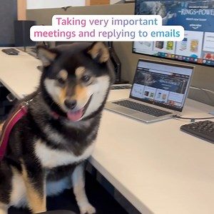 1.8K views · 46 reactions | Amazonian Trivia: How many dogs are registered in our Dogs at Work (DAW) program? Leave your guess in the comments.  One of those Pupazonians is Mushu, who takes us on a stroll through the Sydney, Australia office.  #InternationalDogDay. | Inside Amazon | Facebook