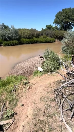 Goat grazing updates!! #ranchlife #grazing #goatgrazing #wyoming #goat #goatfarm #goatranch | Brewster Ranch