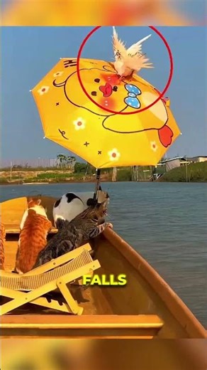 This man took four cats out on the open sea #trend #animals