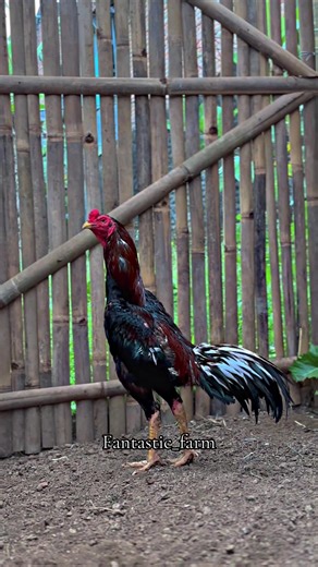 Ketik namanya🤩#fantasticfarm #ayambangkok #bkselatan #ayambangkoksuper #ayambangkokindinesia