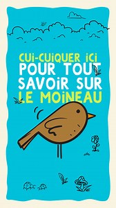 Pour la journée mondiale du moineau 🐦, on vous en apprend plus sur ces oiseaux qui vivent dans nos prairies et qui sont malheureusement en voie d’extinction. En plus d’être de charmants visiteurs, ce sont aussi des alliés essentiels de la biodiversité : ils disséminent des graines et favorisent la pollinisation des plantes ! Chez Les 2 Vaches, nos éleveurs partenaires s’engagent dans la protection de ces oiseaux, notamment grâce à une agriculture biologique, sans pesticides chimiques de synthès