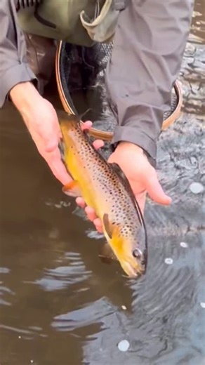 Lively Legz Fly Fishing on Instagram: "Fat winter 🥶 brown trout are fun to catch! We catch a bunch of winter trout on Lively Legz Flies and a top choice is the Golden Stonefly Double Trouble! Livelylegz.com Tie One On! #flyfishing #trout #troutbum #euronymphing #euronymph #troutfishing #winterflyfishing #catchmorefish"