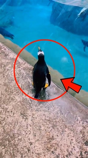 Penguin’s Adorable Rescue 🐧💙