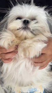 130K views · 751 reactions | 헗헜헬 male wrap (Tag Furparents) #diy #diapers #shihtzu #kyleandpaws | Kyle and Paws | Facebook