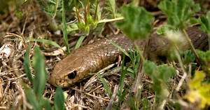 Serpent brun : rencontre avec le serpent le plus mortel d'Australie !