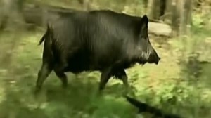 Wild Hog Population Surges After Wet Summer