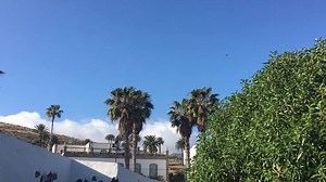 4.6K views · 127 reactions | If we have any twitchers on the island, there's been a flock of European bee-eaters feeding in Haría for the last two days. These are spectacularly coloured birds with a distinctive call. | Lanzarote Information | Facebook