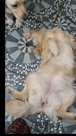 dora atrocity #dog funny speech tamil#vadivel comedy #dog lovers#goldenretreiver#lab#nanbenda