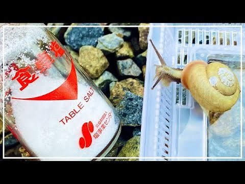 カタツムリに塩をかけるとこうなります【絶対危険】