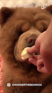 ¡Necesito a Chowder para abrazarlo todas las noches antes de dormir! 🧸️🤗 | Cultura Colectiva Letras