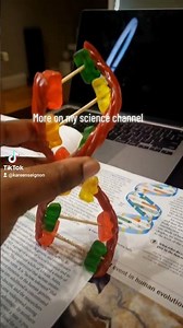 👩🏾‍🔬A candy DNA model #tikalab_ht #dnamodel