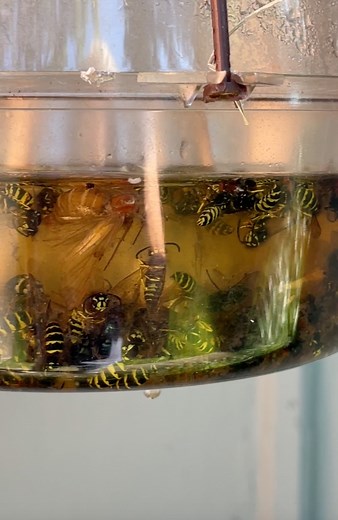 Its a wasp pool party! See how I take control of my own backyard! #Satisfaction #Wasps #Bees #Backyard | Steve J