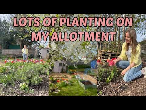 A DAY OF PLANTING ON THE ALLOTMENT PLOT / ALLOTMENT GARDENING UK